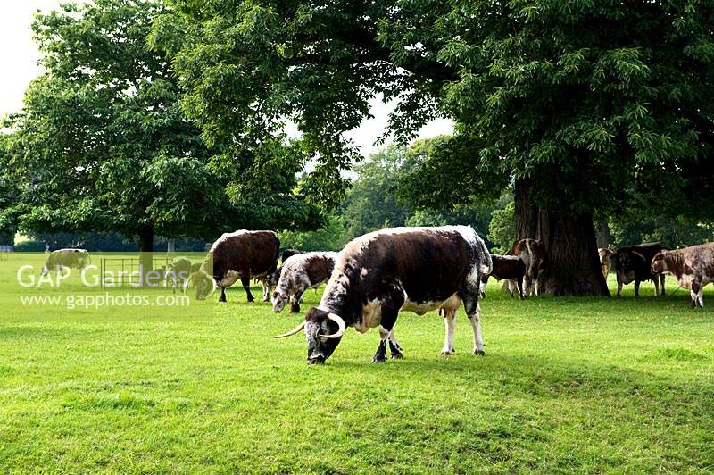 Texan long horned cattle in field with mature tree