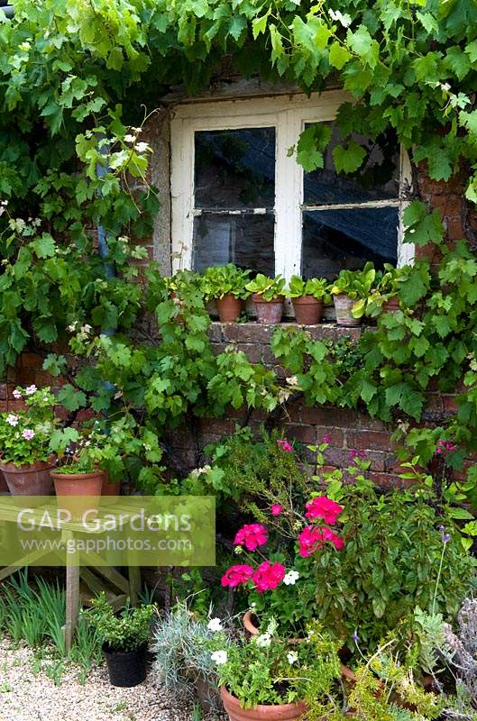 Pots around cottage window and under window, brick wall with Vitis - Grape Vine