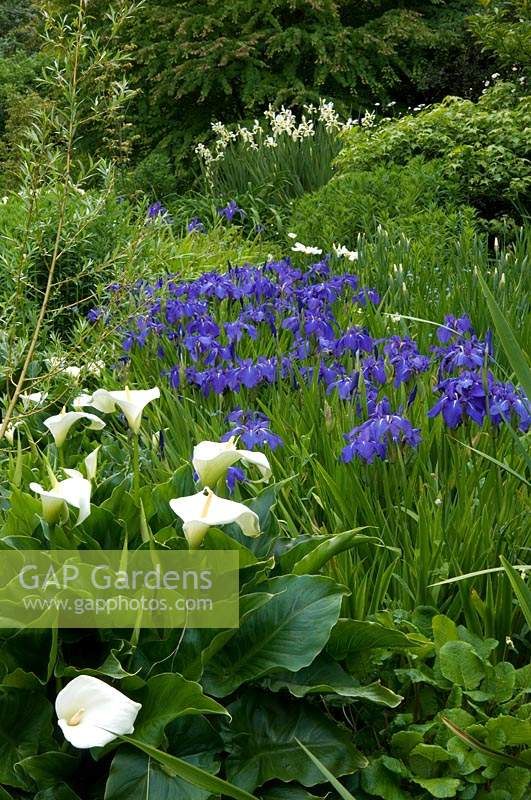 Iris and Zantedeschia in a bog garden