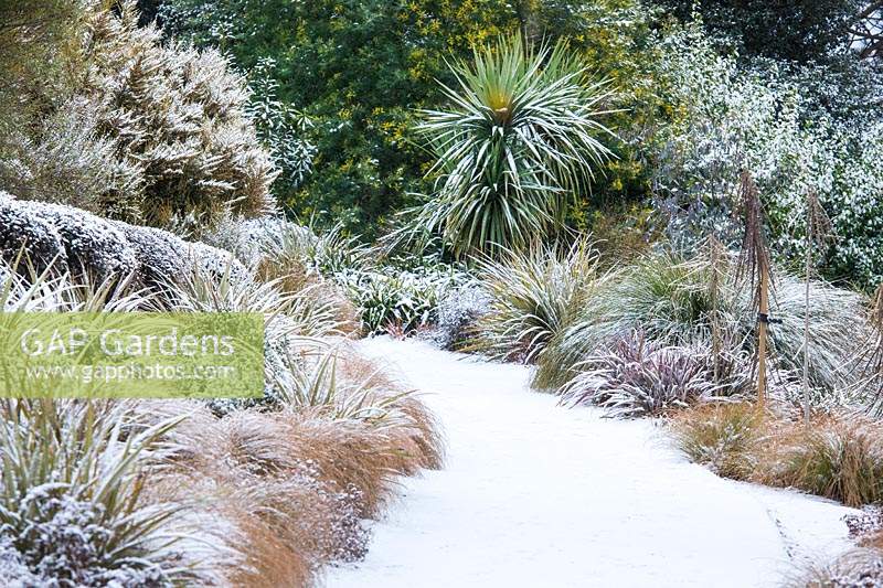 Path covered in snow surrounded by Carex flagellifera - Glen Murray Tussock Sedge, Pittosporum tenuifolium 'Tom Thumb', Cordyline australis, Astelia nervosa 'Westland', Astelia chathamica 