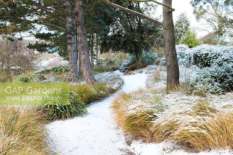 Path leading through a row of Pinus sylvestris - Scots Pine - underplanted with Carex testacea covered in snow