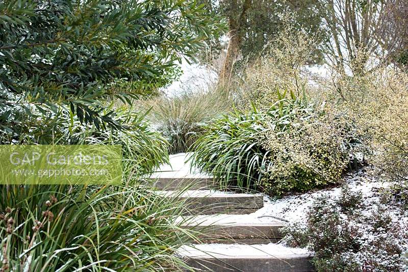 Path and timber steps covered in snow surrounded by Corokia x virgata 'Sunsplash' and Libertia chilensis