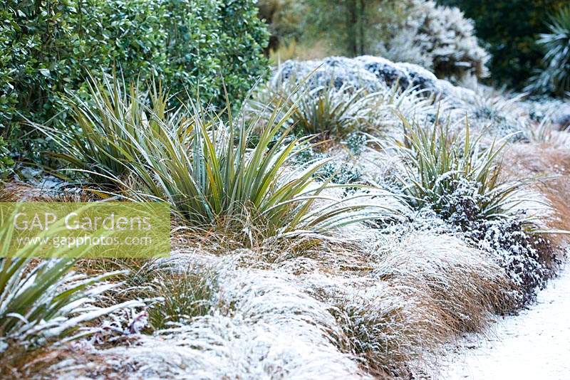 Border with Carex flagellifera - Glen Murray Tussock Sedge and Astelia chathamica covered in snow 