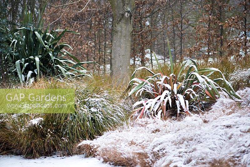 Border with Phormium 'Jester' - New Zealand Flax - and Carex flagellifera - Glen Murray Tussock Sedge - covered in snow 