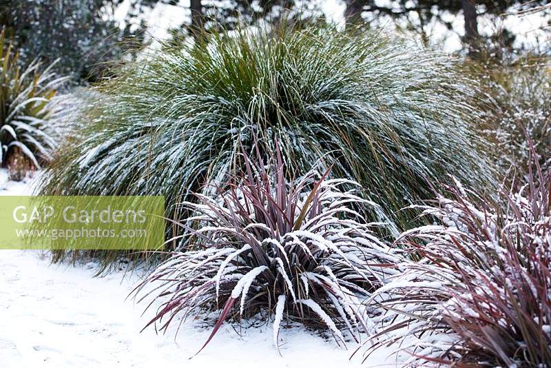 Red foliage of Astelia nervosa 'Westland' covered in snow