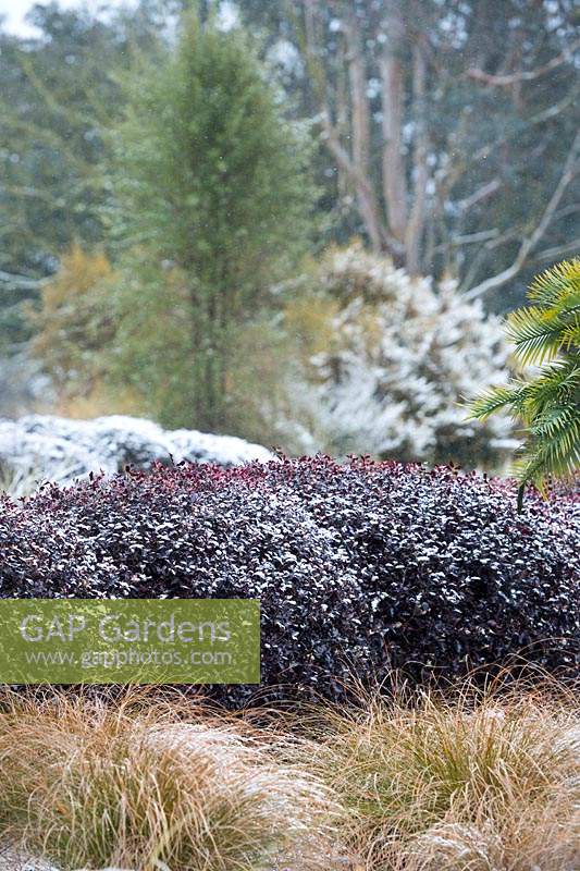 Carex testacea by Pittosporum tenuifolium 'Tom Thumb' hedge covered in snow 