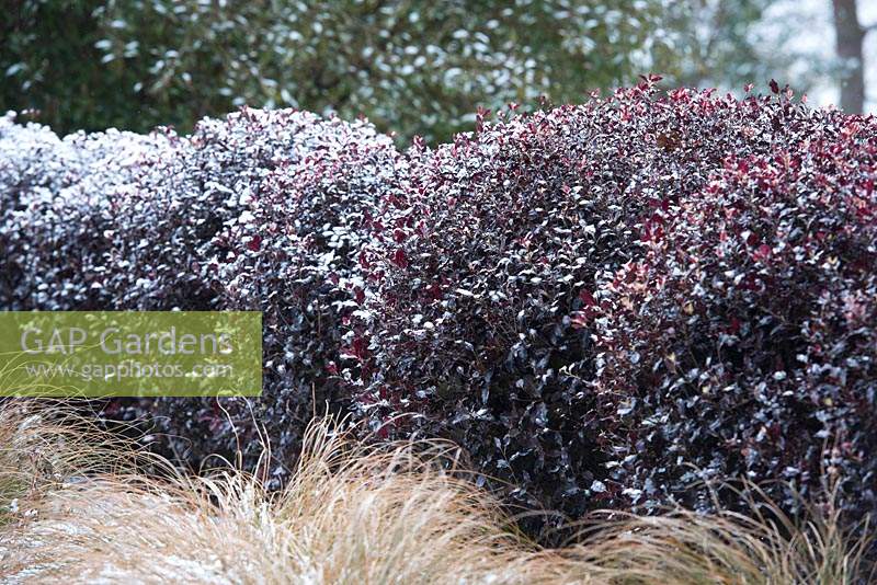 The hedge of Pittosporum tenuifolium 'Tom Thumb' underplanted with Carex flagellifera - Glen Murray Tussock Sedge - covered in snow 