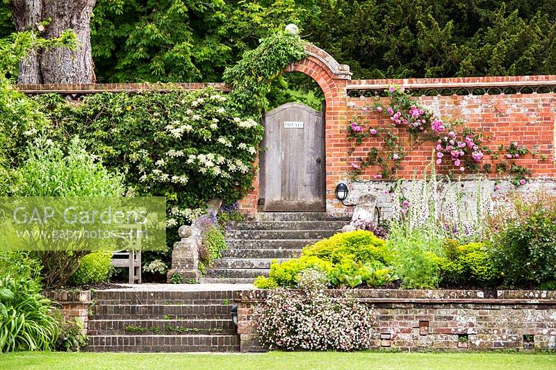 Walled garden with steps leading to a wooden garden gate, surrounding borders include Allium, rose 'luoise order' , hydrangea petiolaris.