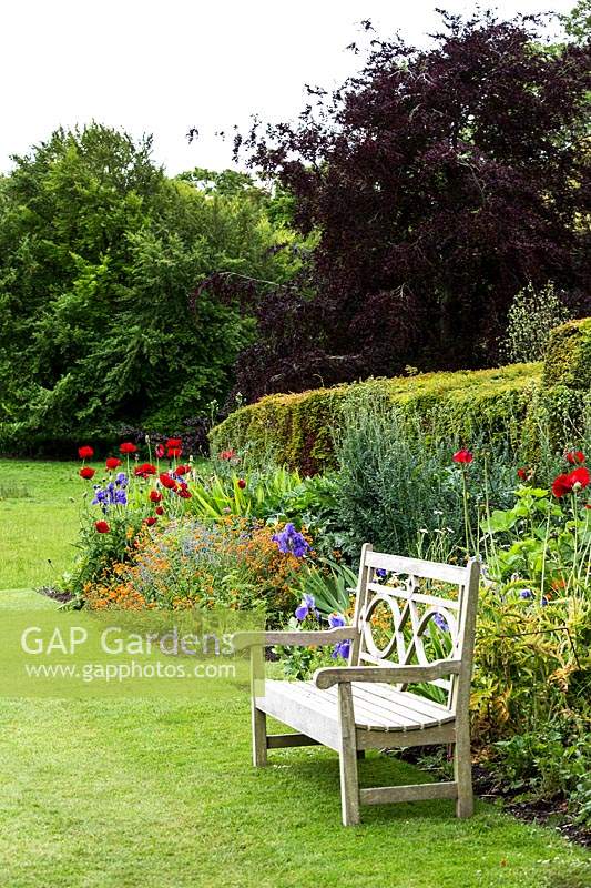 A wooden bench in the wild garden, planted with papaver, potentilla, caryopteris, iris
