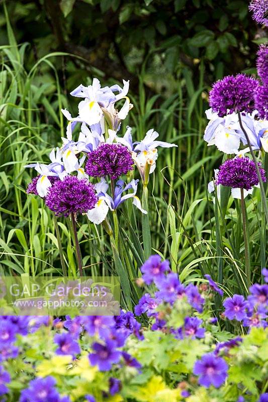 Geranium magnificum, allium 'purple sensation' and iris 'dutch'