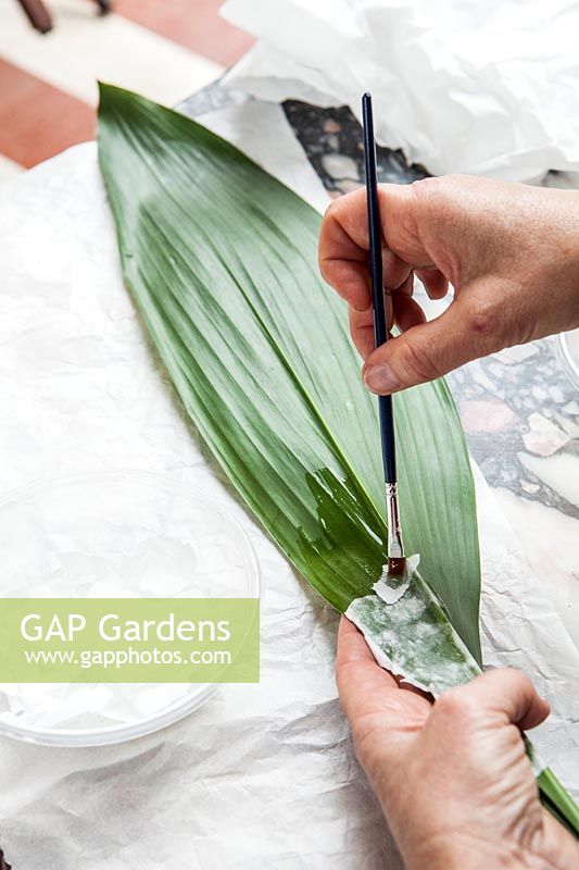 Person painting the back of Aspidistra leaf. 
