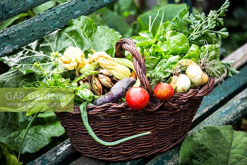 Basket of freshly collected vegetables on bench. 
