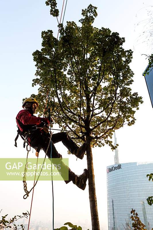 Man in harness carrying out tree works on Bosco Verticale, Milan. 