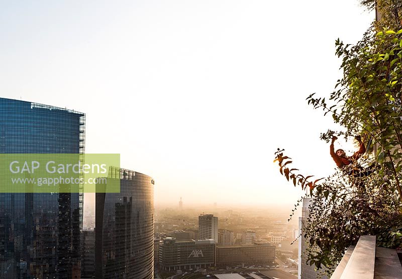 Man caring for tree growing from balcony of Bosco Verticale - Vertical forest. Residential towers planted with trees and shrubs.
