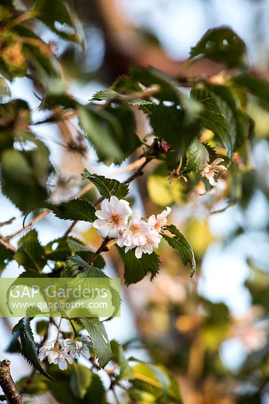 Prunus sp. - Ornamental cherry blossom 