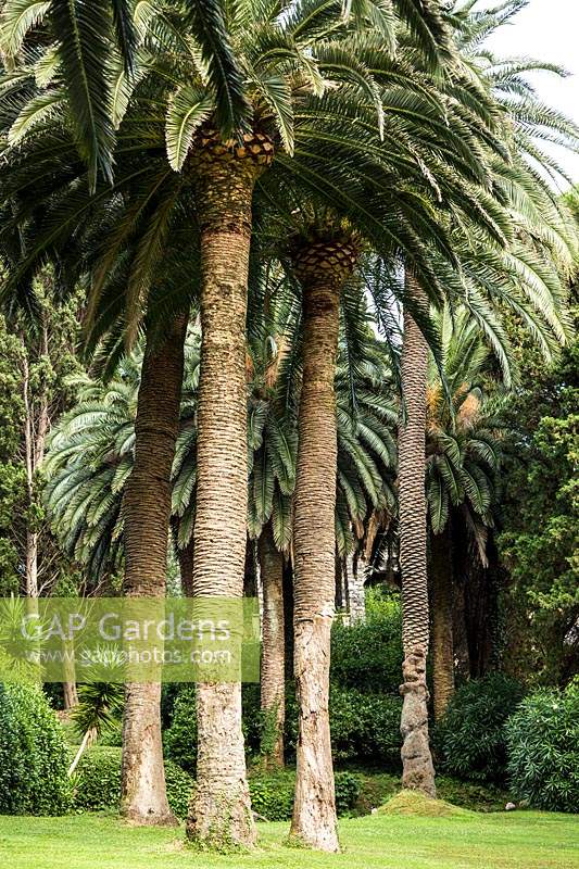 Phoenix canariensis - Canary Island date palm at Villa Agnelli Levanto, Italy. 