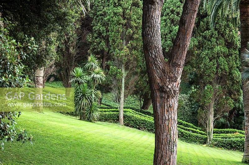 Pinus pinea growing in gardens of Villa Agnelli Levanto, Italy. 