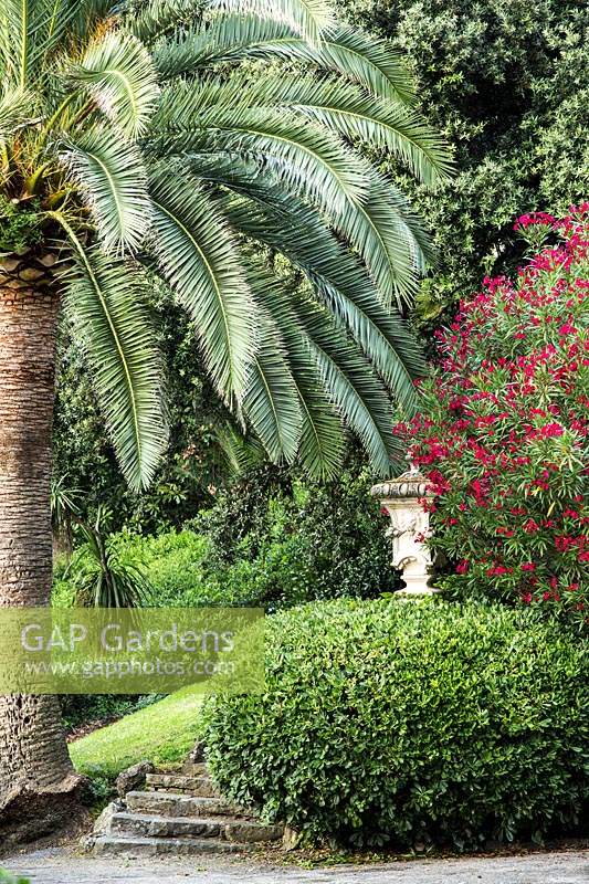 View to the edge of the garden with Nerium oleander and phoenix canariensis