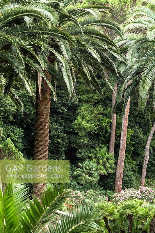 Phoenix canariensis - Canary Island date palm at Villa Agnelli Levanto, Italy.

