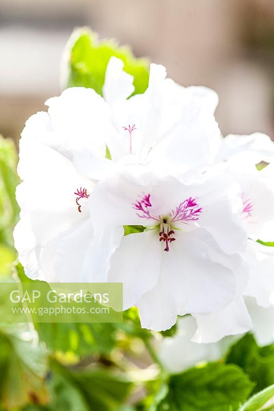 Pelargonium grandiflora - White Geranium 