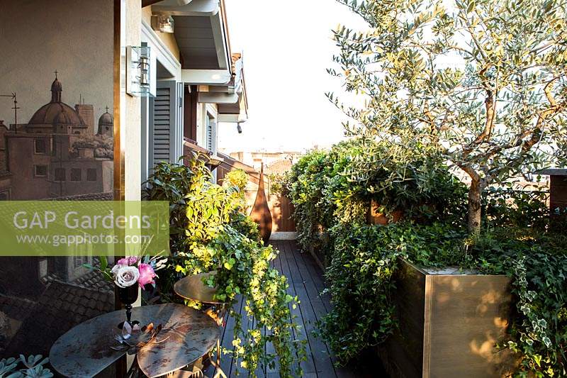 Narrow terrace garden with evergreen planting, including olive trees. 