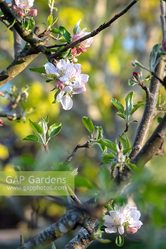 Malus domestica 'Egremont Russet' - Apple 'Egremont Russet' blossom 