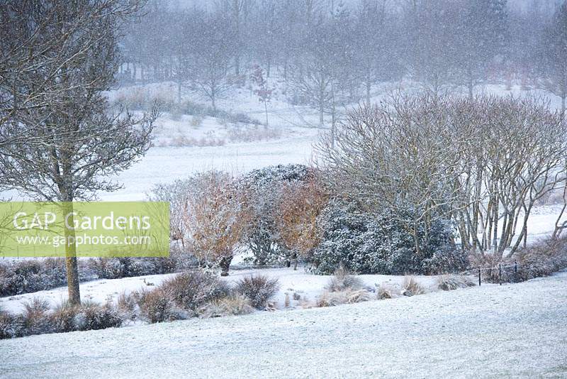 View across hillside to borders with Salix alba var. vitellina - Golden willow, Rhus typhina and grasses covered in snow in Winter. 
