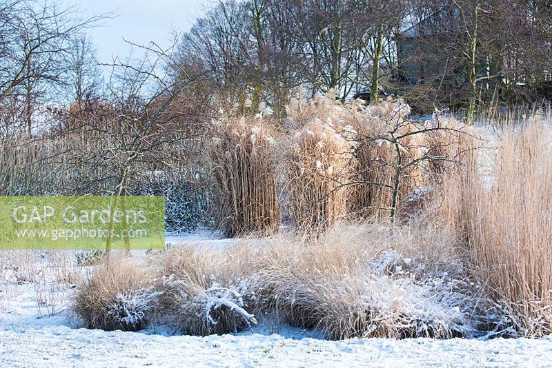Border with Pennisetum alopecuroides 'Hameln' and Miscanthus sinensis 'Gracillimus' - Eulalia, covered in snow in Winter. 