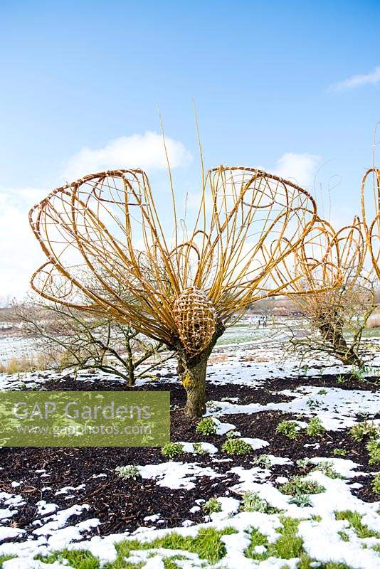 Salix alba var. vitellina turned into living sculpture until cutting back in the spring. RHS Garden Hyde Hall, Essex, UK. 