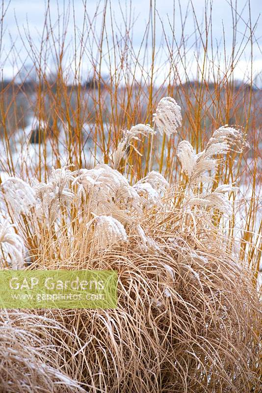 Miscanthus sinensis 'Morning Light' and Salix alba var. vitellina covered in snow in Winter. 