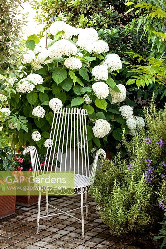 White, ornate chair is surrounded by flowering Hydrangea arborescens 'Annabelle', Wisteria and Rosmarinus officinalis - Rosemary. 