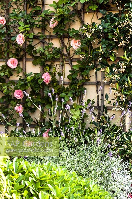 Lavandula officinalis and Rosa 'Pierre de Ronsard' flower in Italian terrace garden. 