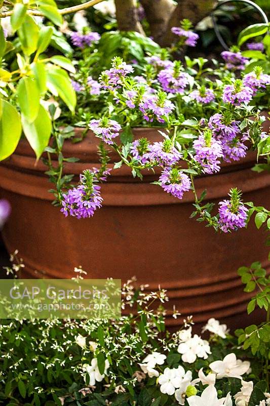 Scaevola aemula as underplanted bedding, trailing over a pot