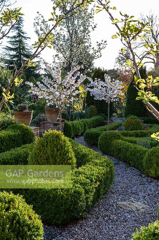 View through gravel path of crisply manicured Buxus - Box - parterre with mop head topiary and small Prunus - Cherry - trees in blossom