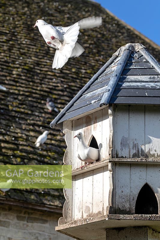 Dovecot with white doves