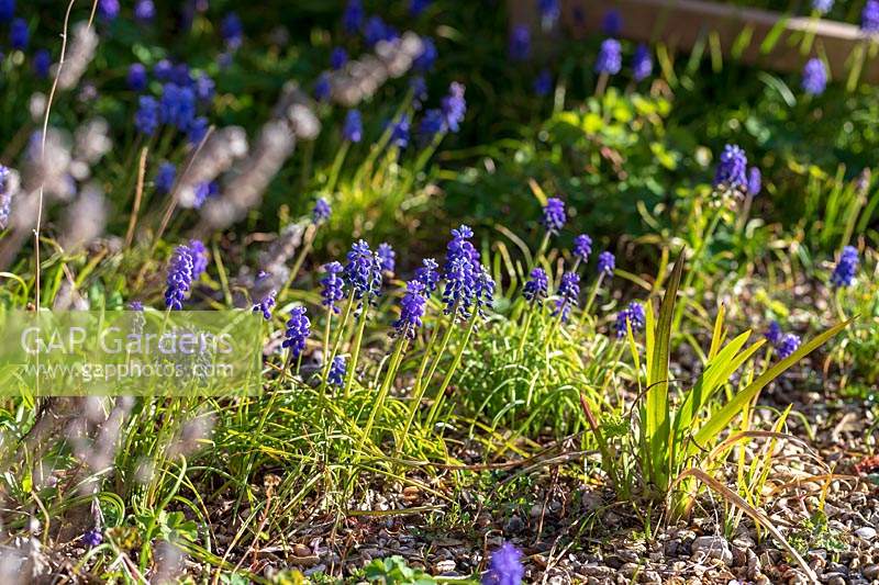 Muscari armeniacum - Grape Hyacinth 