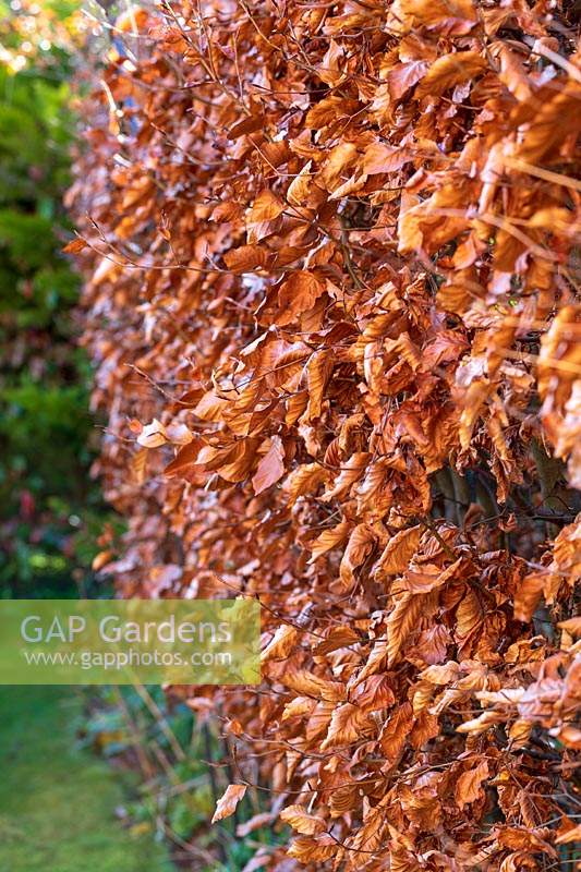Fagus sylvatica - Beech - hedge holding on to last year's leaves