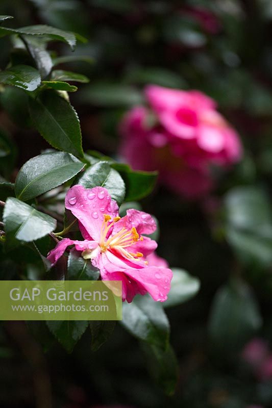 Camellia sasanquan 'Fragrant Pink' with spent flower. 