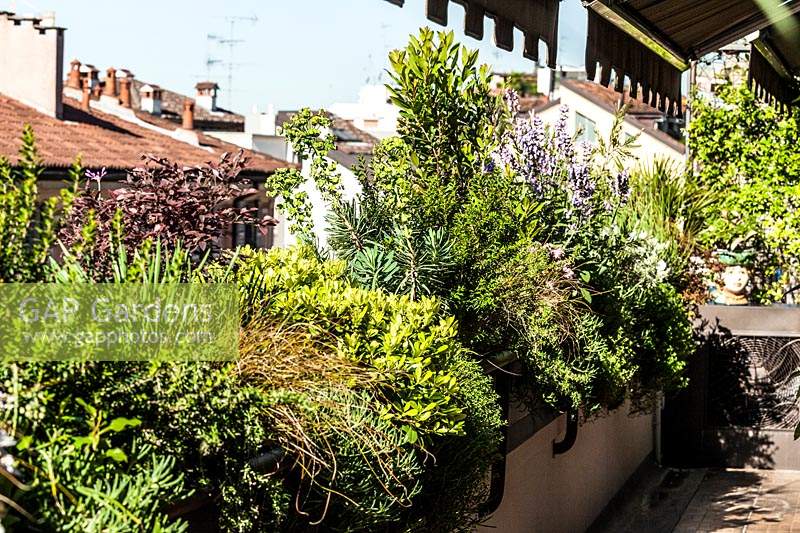 Roof garden with large planters attached to walls, filled with mature shrubs: Lavandula, Euphorbia, Callistemum, Mesembrianthum, Arbutus unedo