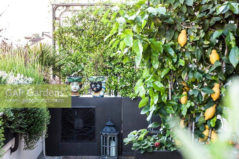 Screening on a roof garden, wall-trained Citrus - Lemon near lantern, decorative jugs and roof planter 