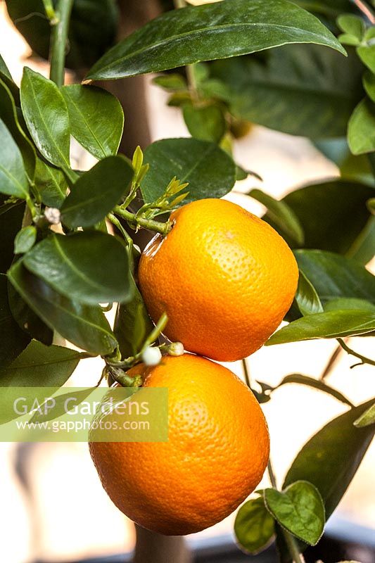Citrus reticulata - Mandarin orange 