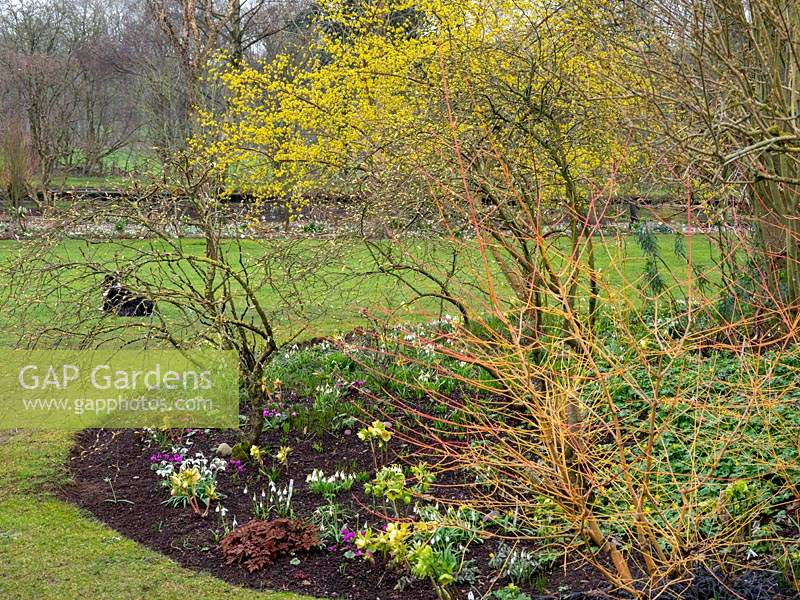A colourful island bed in a lawn with Galanthus - Snowdrop - and Helleborus - Hellebore - under Cornus - Dogwood