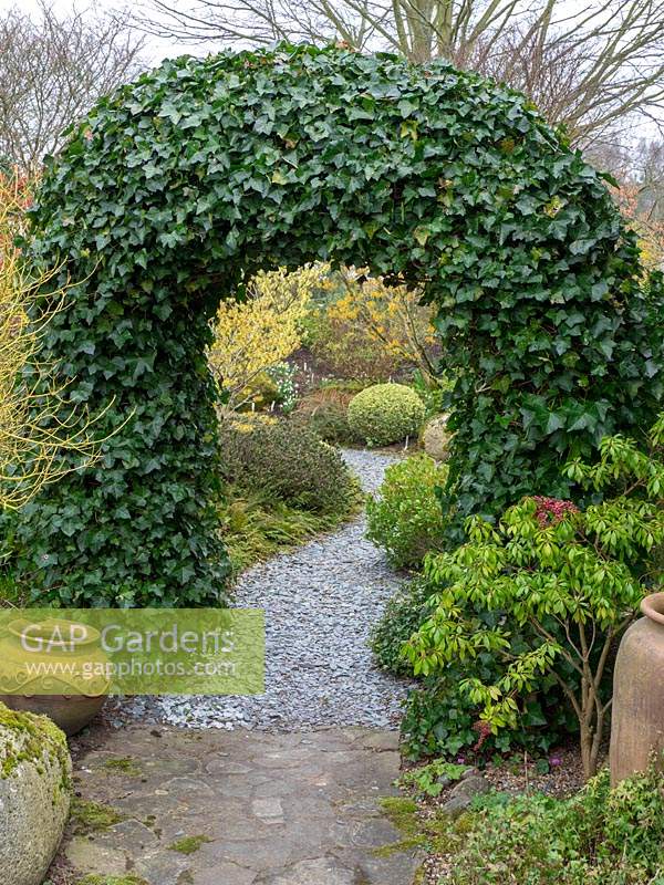 A Hedera - Ivy - arch over a path 