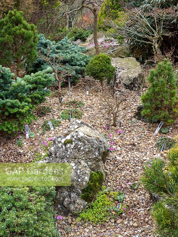 Miniature conifer and alpine garden with neatly labelled plants 