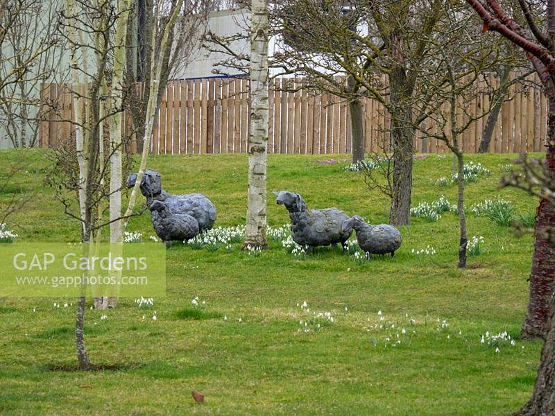 Galanthus - Snowdrop - on a wooded lawn with sheep statues