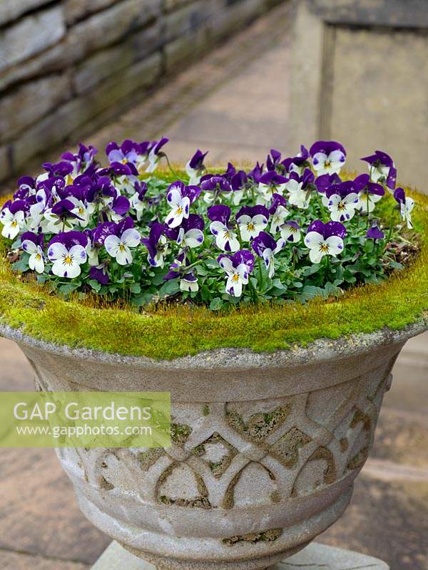 Viola in a moss-covered stone planter.