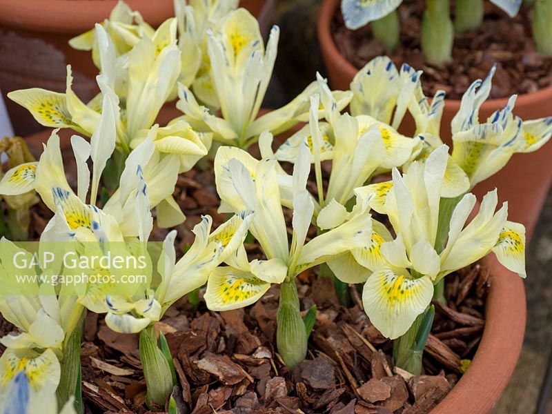 Iris reticulata 'Katherine's Gold'