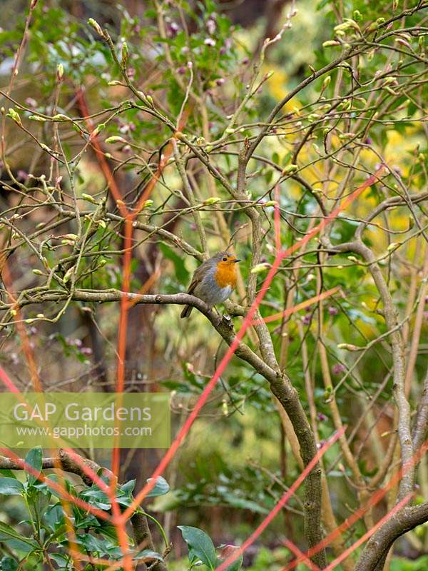 Robin in the winter garden - Erithacus rubecula