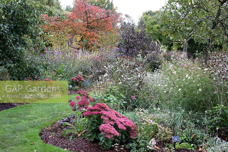 Hylotelephium 'Herbstfreude' at front of mixed beds 