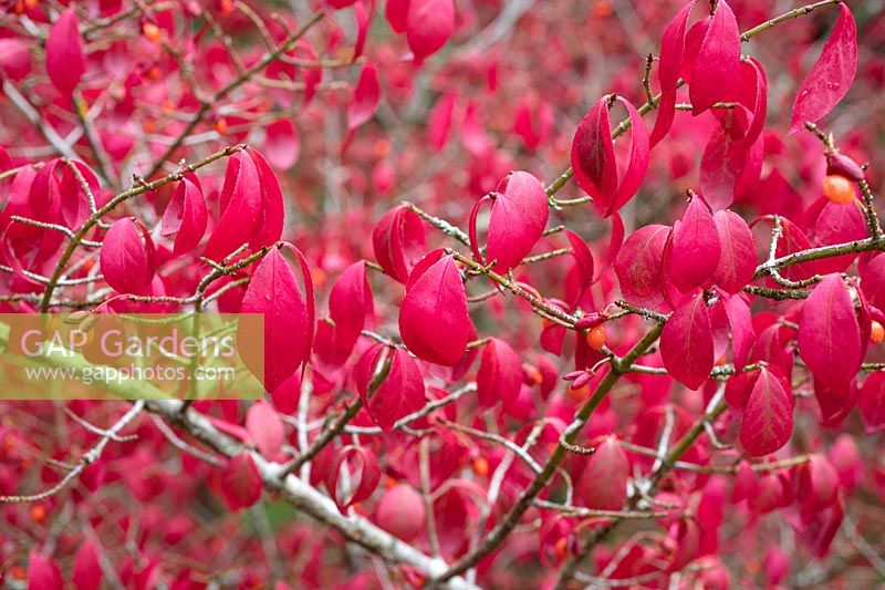 Euonymus alatus 'Compactus' - Compact winged spindle